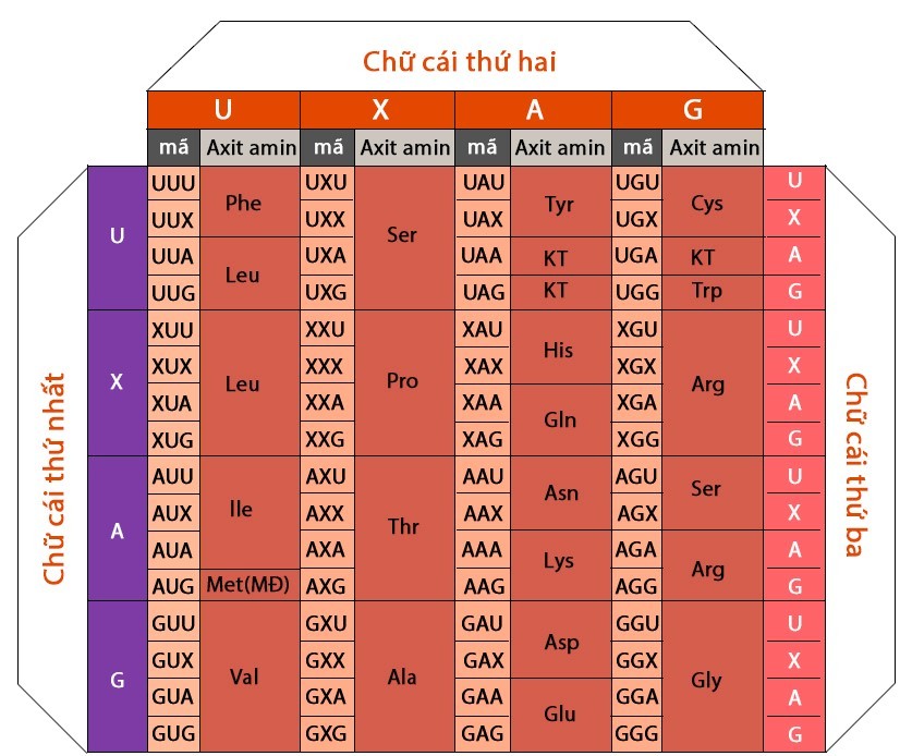 Bảng mã di truyền