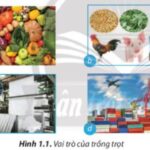 Cánh đồng lúa chín vàng