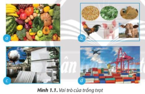 Cánh đồng lúa chín vàng
