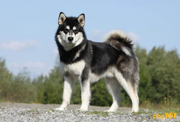 cho-Alaska-Malamute