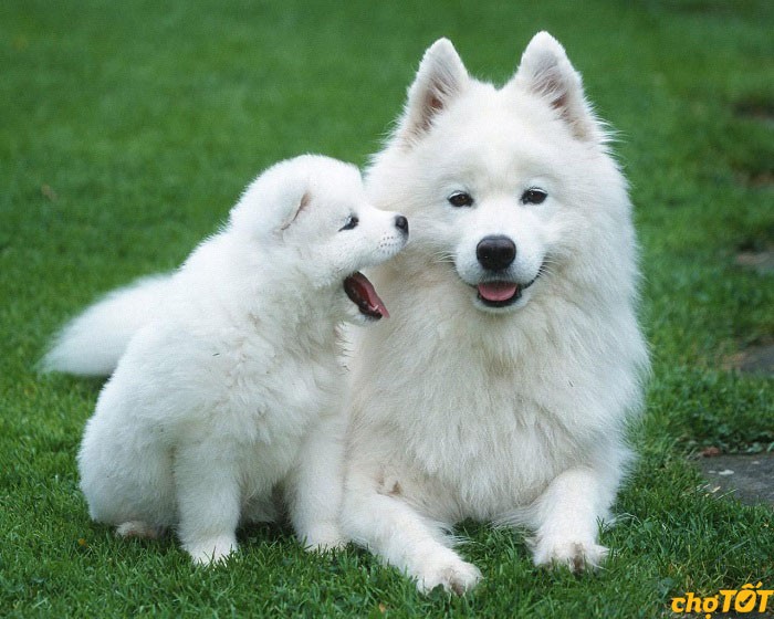 Samoyed thuần chủng với vẻ đẹp quyến rũ và bộ lông trắng muốt đặc trưng