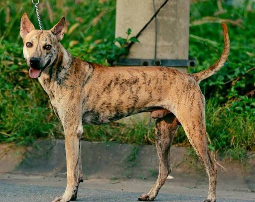 Một chú chó cỏ lai Phú Quốc sở hữu bộ lông màu vện đặc trưng