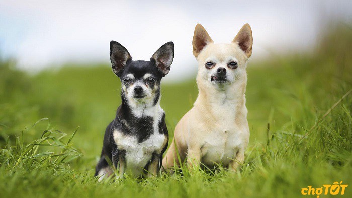 Chó Chihuahua mini với kích thước nhỏ nhắn, đáng yêu