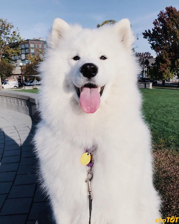 Chợ Tốt là một nền tảng uy tín để tìm kiếm và mua bán chó Samoyed với nhiều lựa chọn và mức giá khác nhau