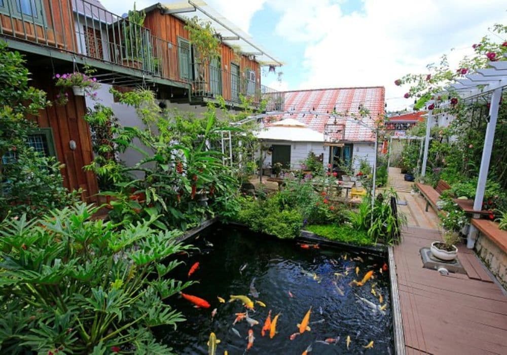 Không gian xanh mát với hồ cá koi sinh động trong khuôn viên homestay Đà Lạt giá rẻ Six six garden (ảnh: Sưu tầm Internet)