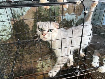 Mèo tai cụp với đôi tai cụp sát đầu