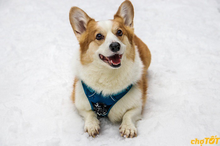 các bệnh thường gặp ở chó Corgi và cách phòng tránh