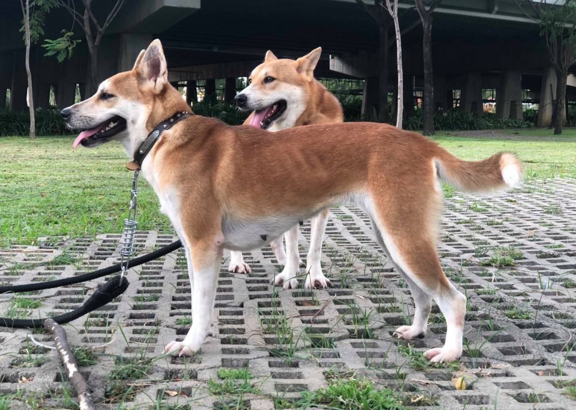 Một chú chó cỏ thuộc giống Dingo sở hữu thân hình cân đối và khỏe mạnh