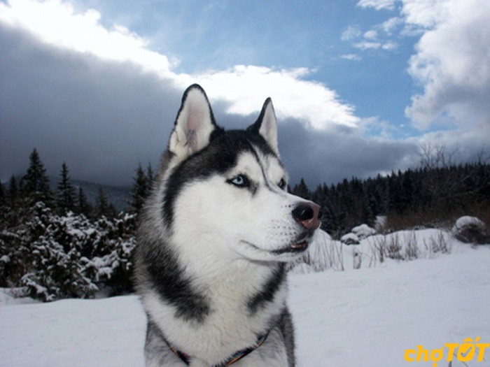mua-cho-husky