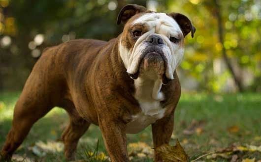 Chó Bulldog mặt xệ được chăm sóc kỹ lưỡng