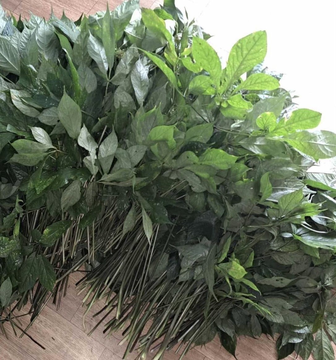 Lá Sâm Ngọc Linh
