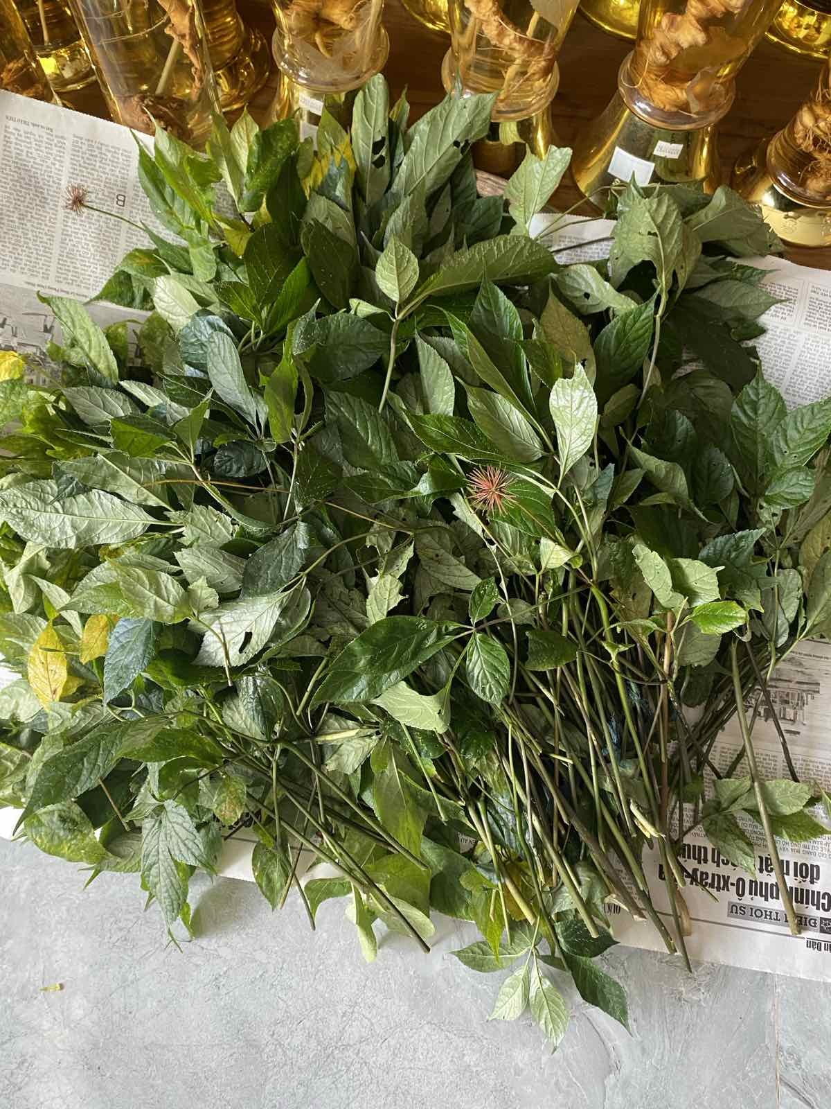 Sâm Ngọc Linh Kon Tum