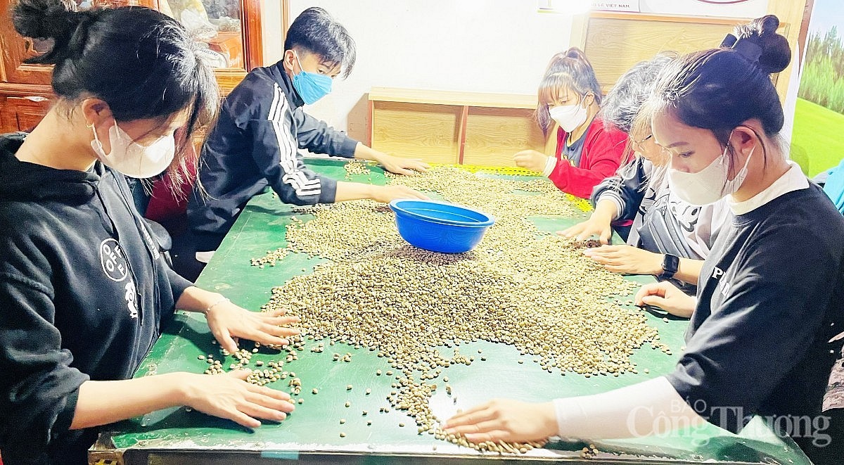 Giá cà phê tăng do nhiều yếu tố tác động