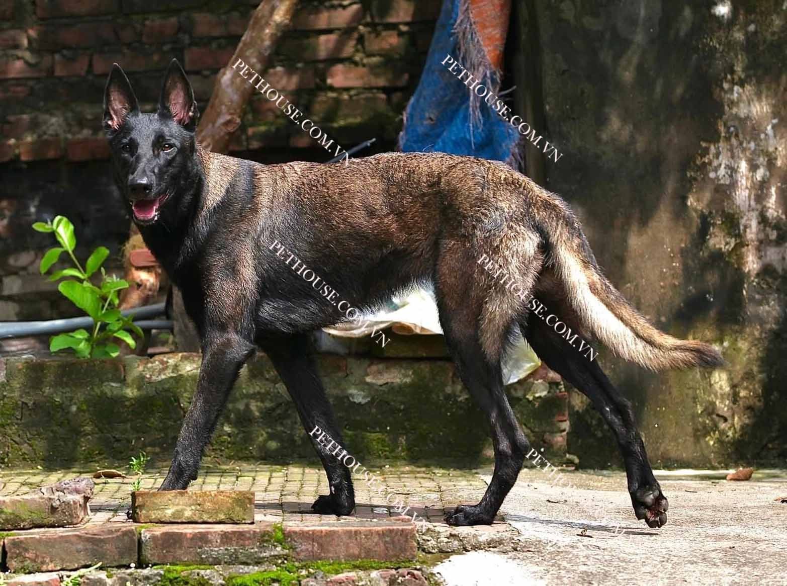 Chó Béc Bỉ trưởng thành