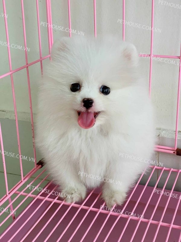 Chó Phốc sóc trắng