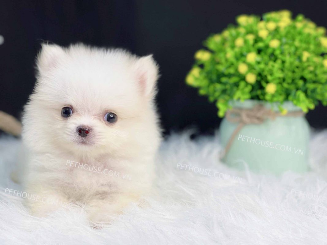 Chó Phốc sóc Teacup