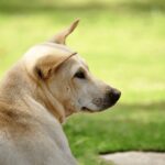 Một chú chó cỏ hay còn gọi là chó ta đang tận hưởng không gian xanh mát