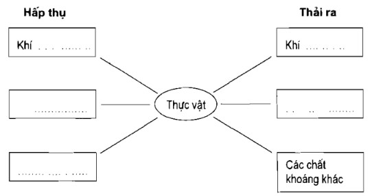 Sơ đồ trao đổi thức ăn ở thực vật