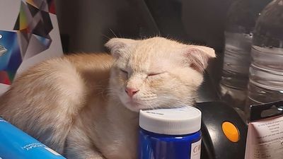 Mèo anh lông ngắn tai cụp đực 9 tháng tuổi