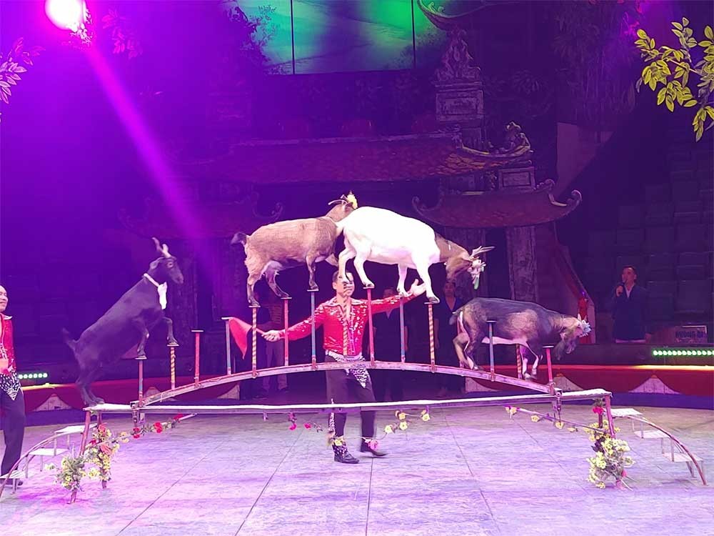 Biểu diễn xiếc dê đi qua cầu