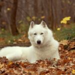 Nguồn gốc chó Husky