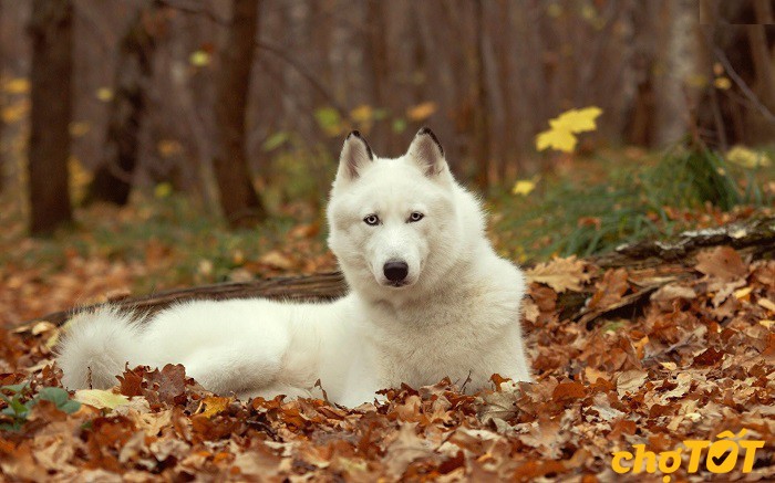 Nguồn gốc chó Husky