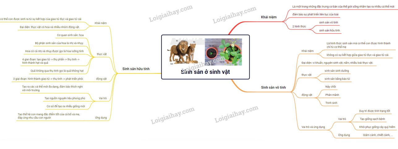 Sơ đồ tư duy Sinh sản vô tính ở sinh vật