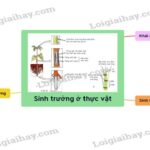 Mô phân sinh đỉnh chồi giúp cây tăng trưởng chiều cao