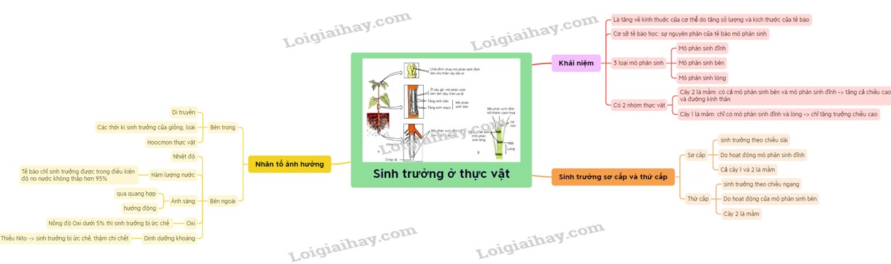 Mô phân sinh đỉnh chồi giúp cây tăng trưởng chiều cao