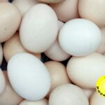 Trứng gà nòi được lựa chọn kỹ càng trước khi gửi đi cho khách