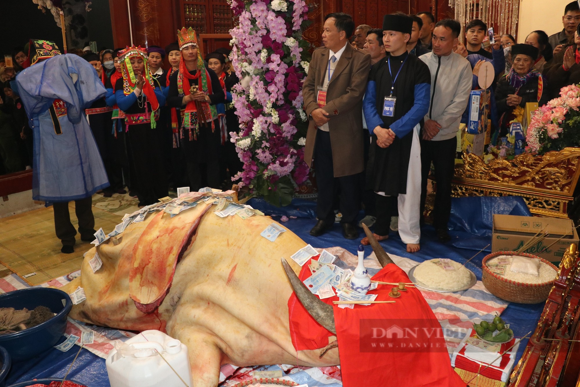 Lễ hội Đền Đông Cuông (Văn Yên, Yên Bái) vì sao lại mổ trâu trắng vào 00 giờ sáng - ảnh 2.
