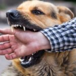 Chích ngừa dại kịp thời sau khi bị chó cắn để bảo vệ sức khỏe