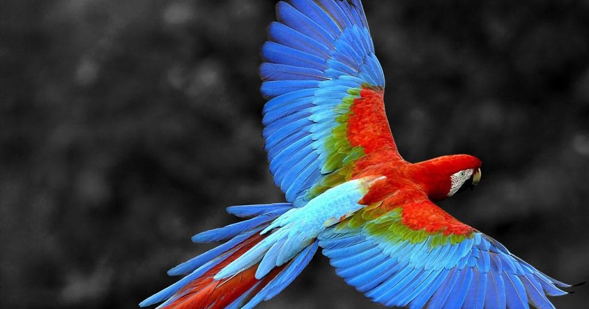 Chăm sóc vẹt Macaw cần sự kiên nhẫn và kiến thức