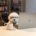 Chó Bichon Frise trong tranh của Goya