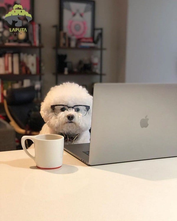 Chó Bichon Frise trong tranh của Goya