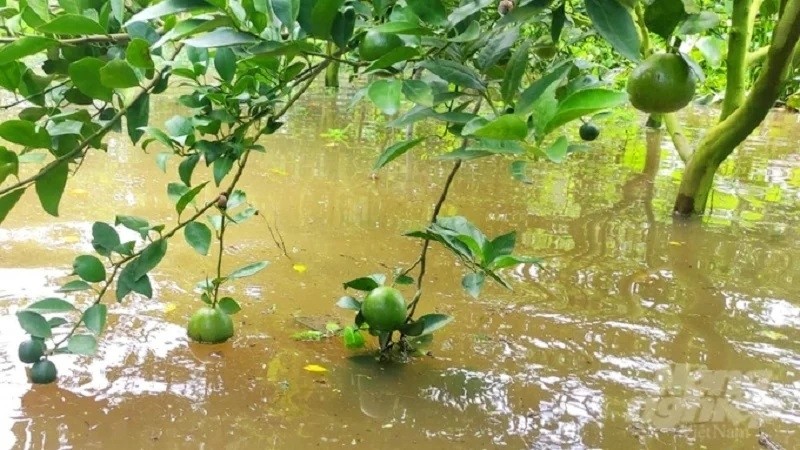 CÃ¢y bá»‹ ngáº­p Ãºng Ä‘á»ƒ láº¡i nhá»¯ng háº­u quáº£ nghiÃªm trá»ng
