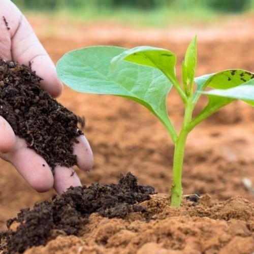 Cải tạo đất bạc màu bằng phân trùn quế