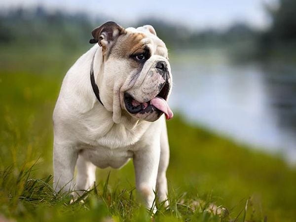 Chó Bulldog mặt xệ được huấn luyện bài bản