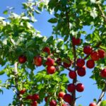 So sánh cherry Việt Nam và các loại mận khác