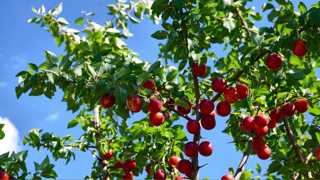So sánh cherry Việt Nam và các loại mận khác