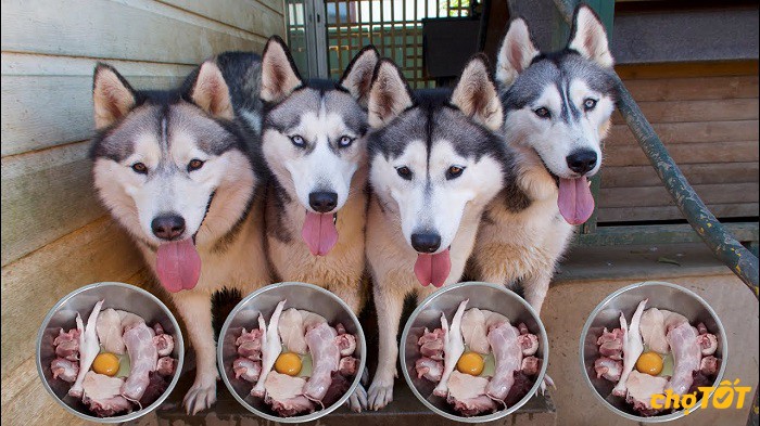 cham-soc-cho-husky