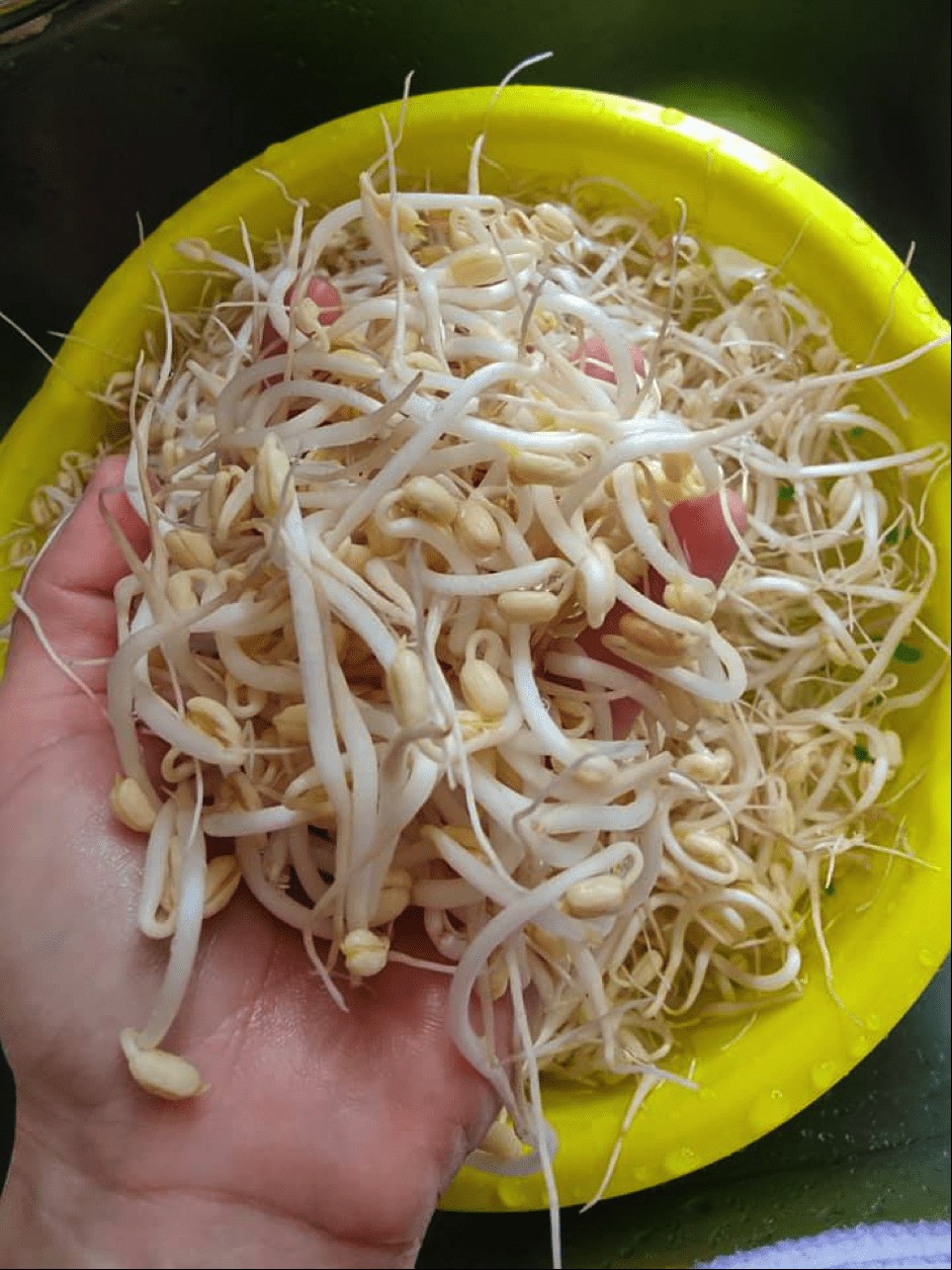 Ngâm giá đỗ bằng ấm siêu tốc tại nhà