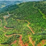 Vườn cam Cao Phong trĩu quả, một hình ảnh quen thuộc của vùng đất Hòa Bình