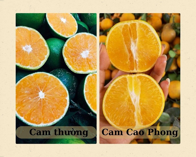 Phân biệt cam Cao Phong thật và giả qua hình dáng, màu sắc và cuống lá