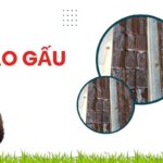 Cao Gấu