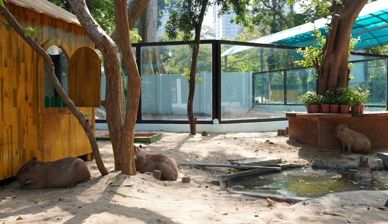 Capybara Phù, Quý, Cát, Tường - những thành viên mới của Thảo Cầm Viên