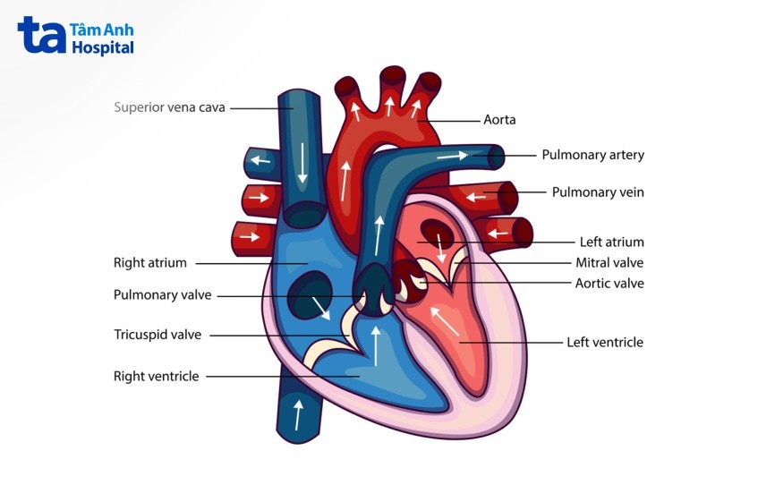 Hình ảnh cấu tạo quả tim người