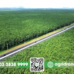 Đất đỏ bazan lý tưởng cho cây cao su
