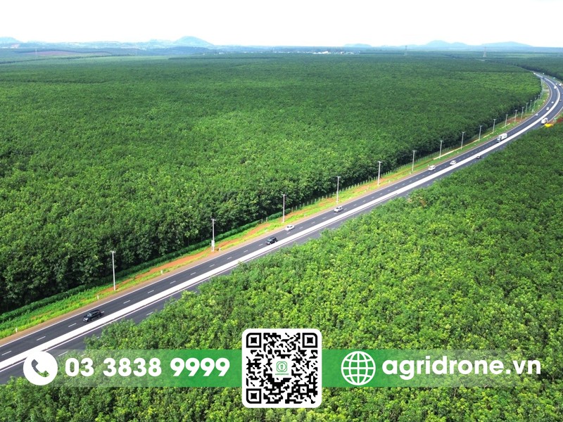 Đất đỏ bazan lý tưởng cho cây cao su