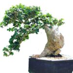 Cây duối cảnh với thân cây chắc khỏe và tán lá xanh tươi